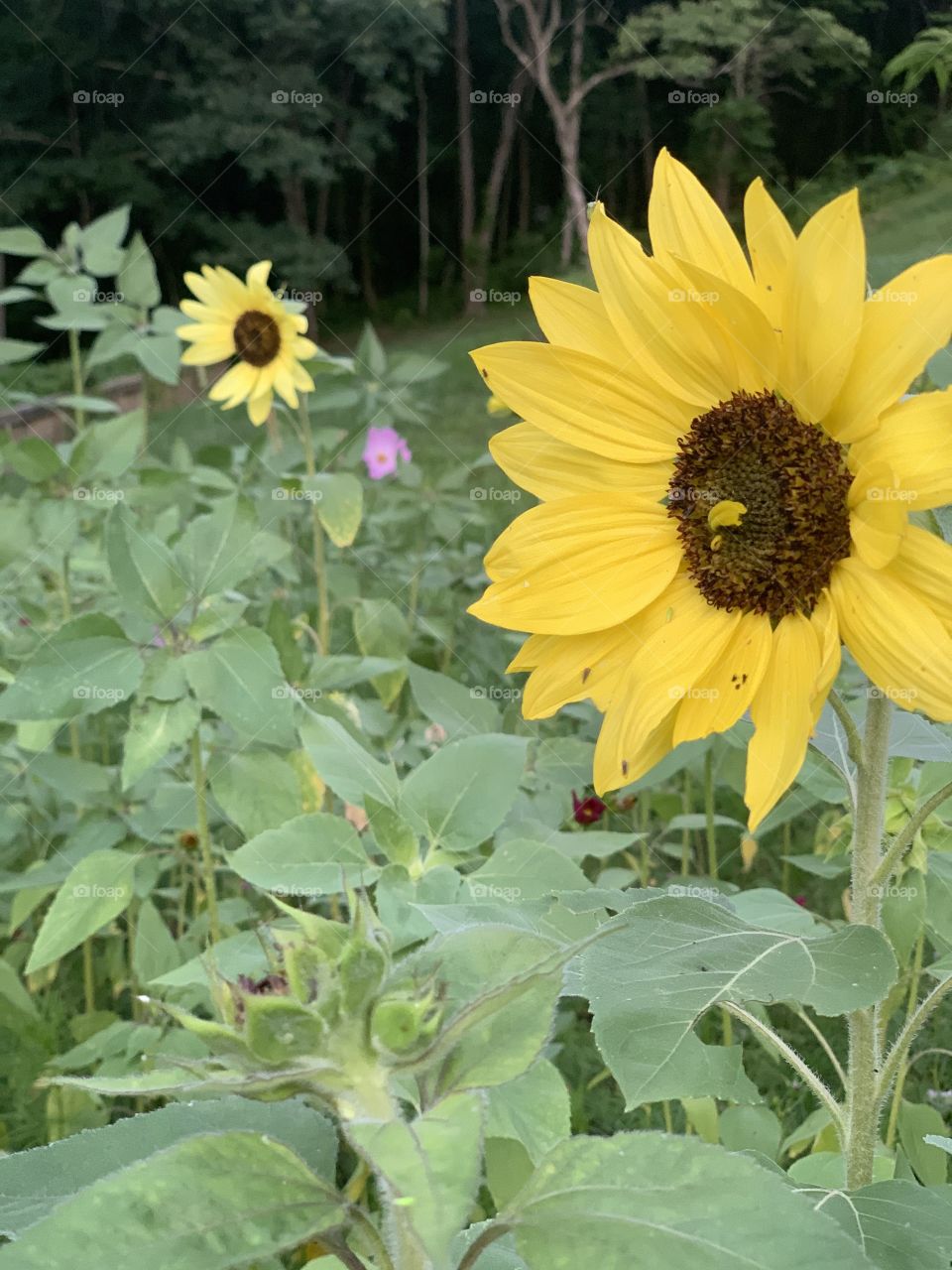 Sunflowers smiling back at you 