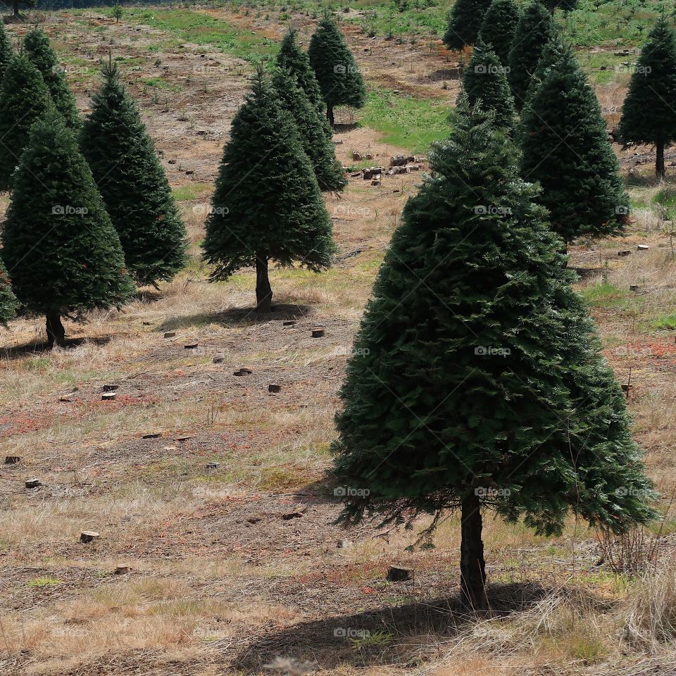 Perfectly shaped trees grow on a Christmas Tree farm in Western Oregon. 
