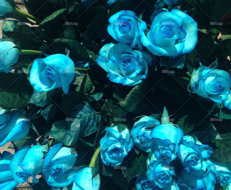 Blue roses 