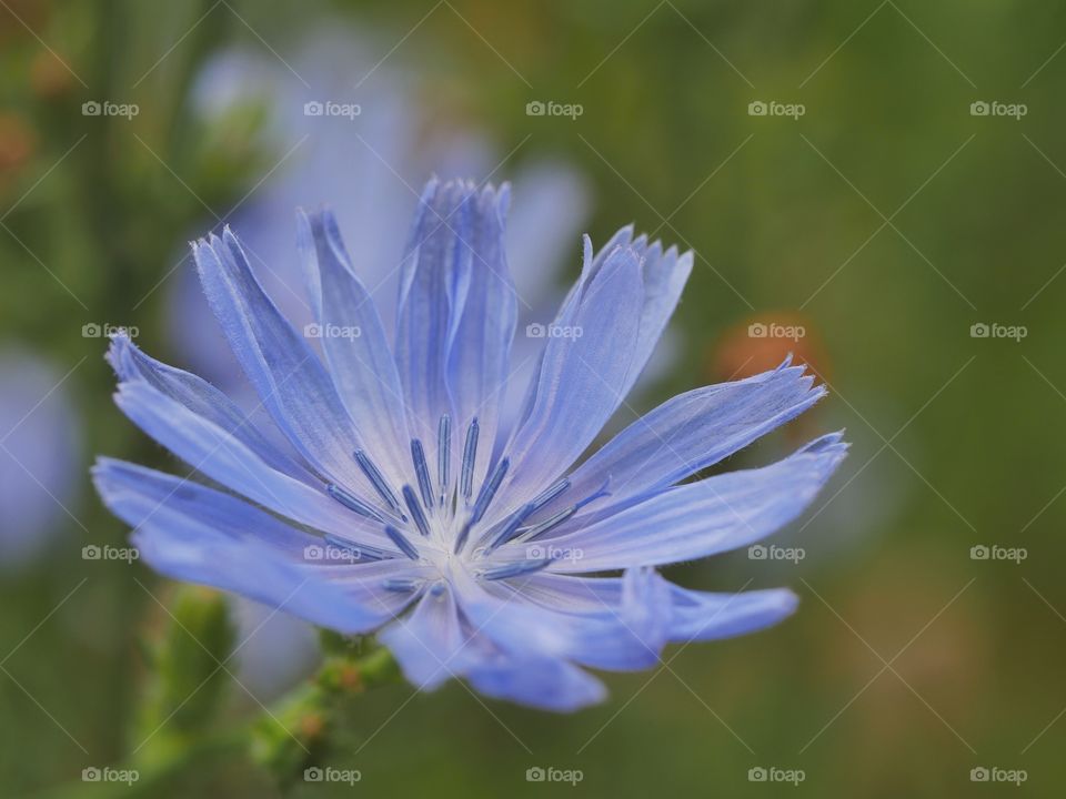 Close up of common chicory
