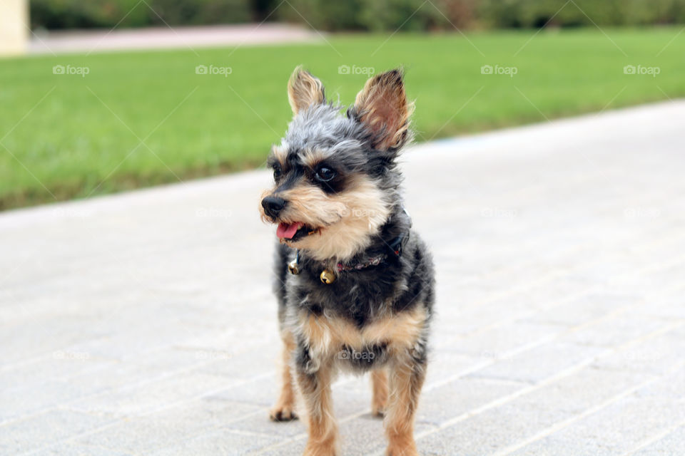 Yorkie dog outside