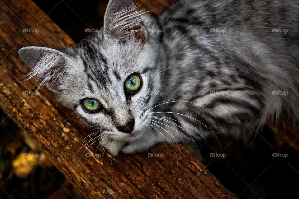 Gato cinza de olhos verdes