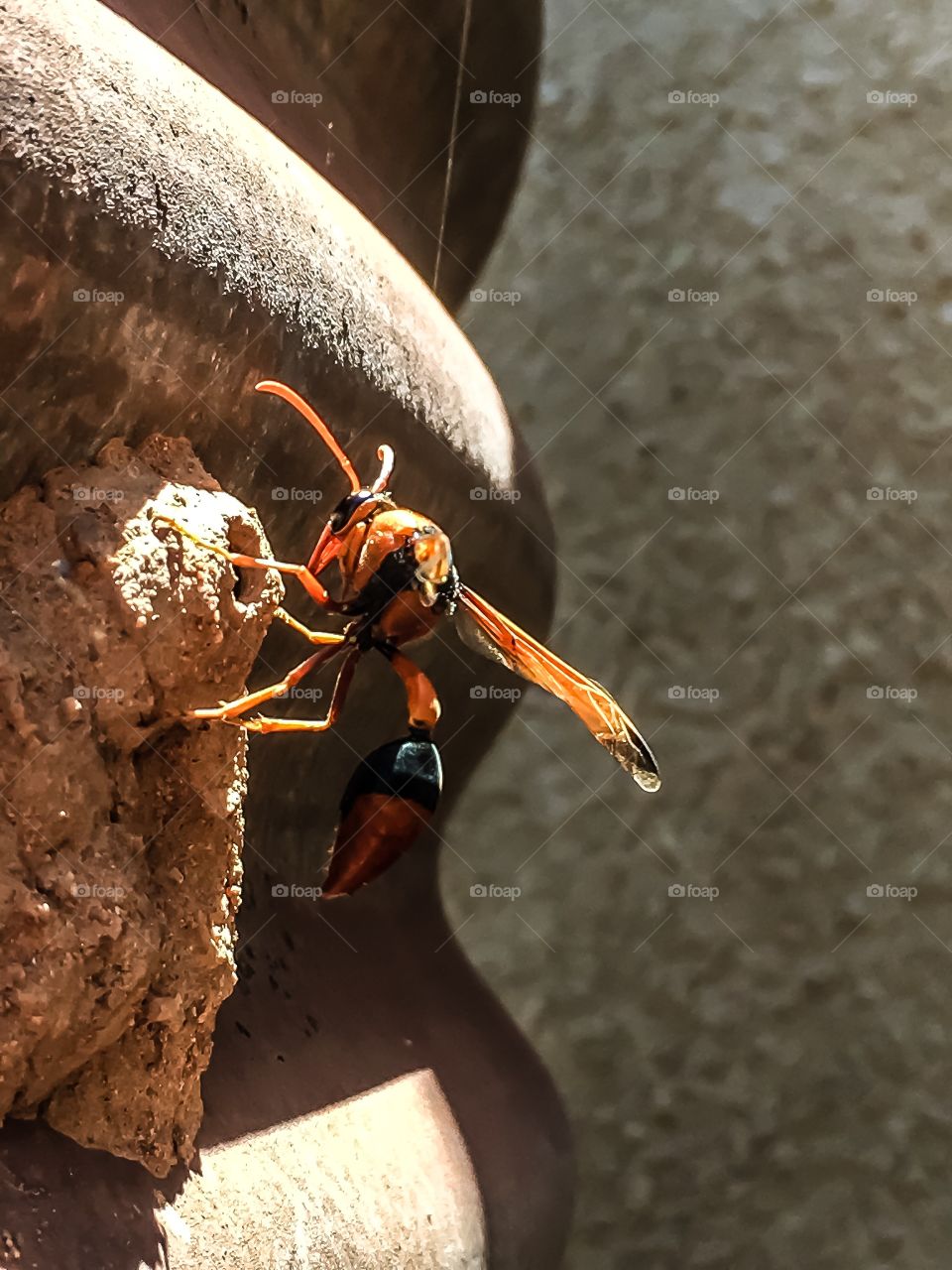 Close up mud dauber wasp accessing its mud nest which is attached to a metal water tank