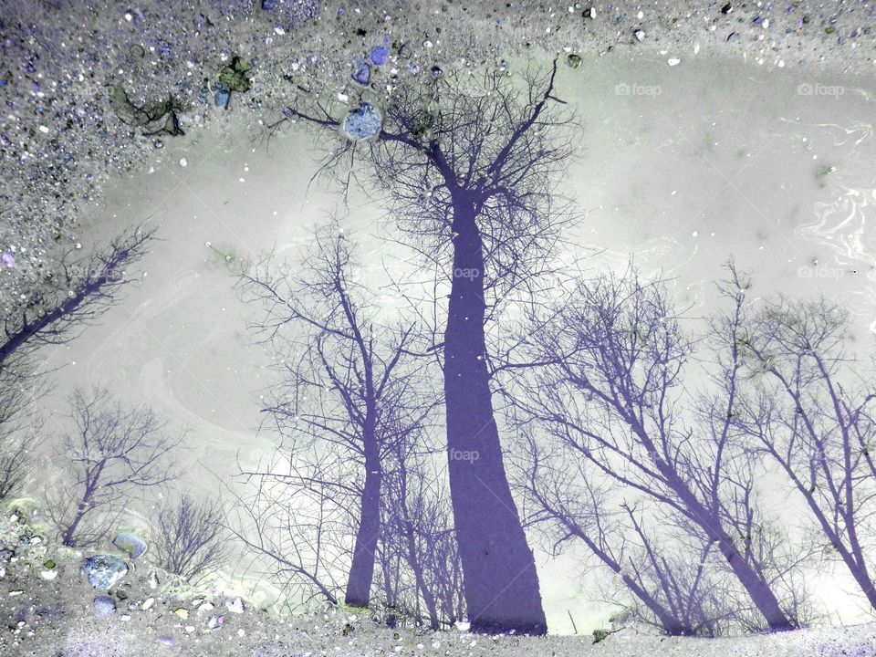 Snow, Winter, Frost, Tree, Cold