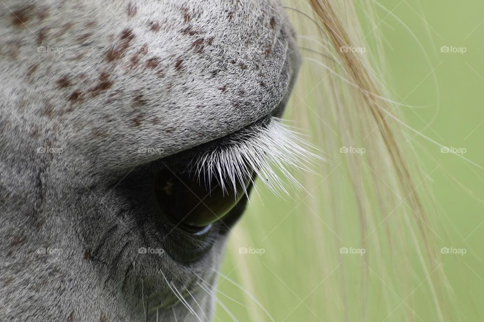 Horse’s eye