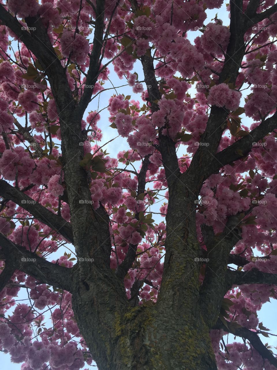 Pink tree in the spring 