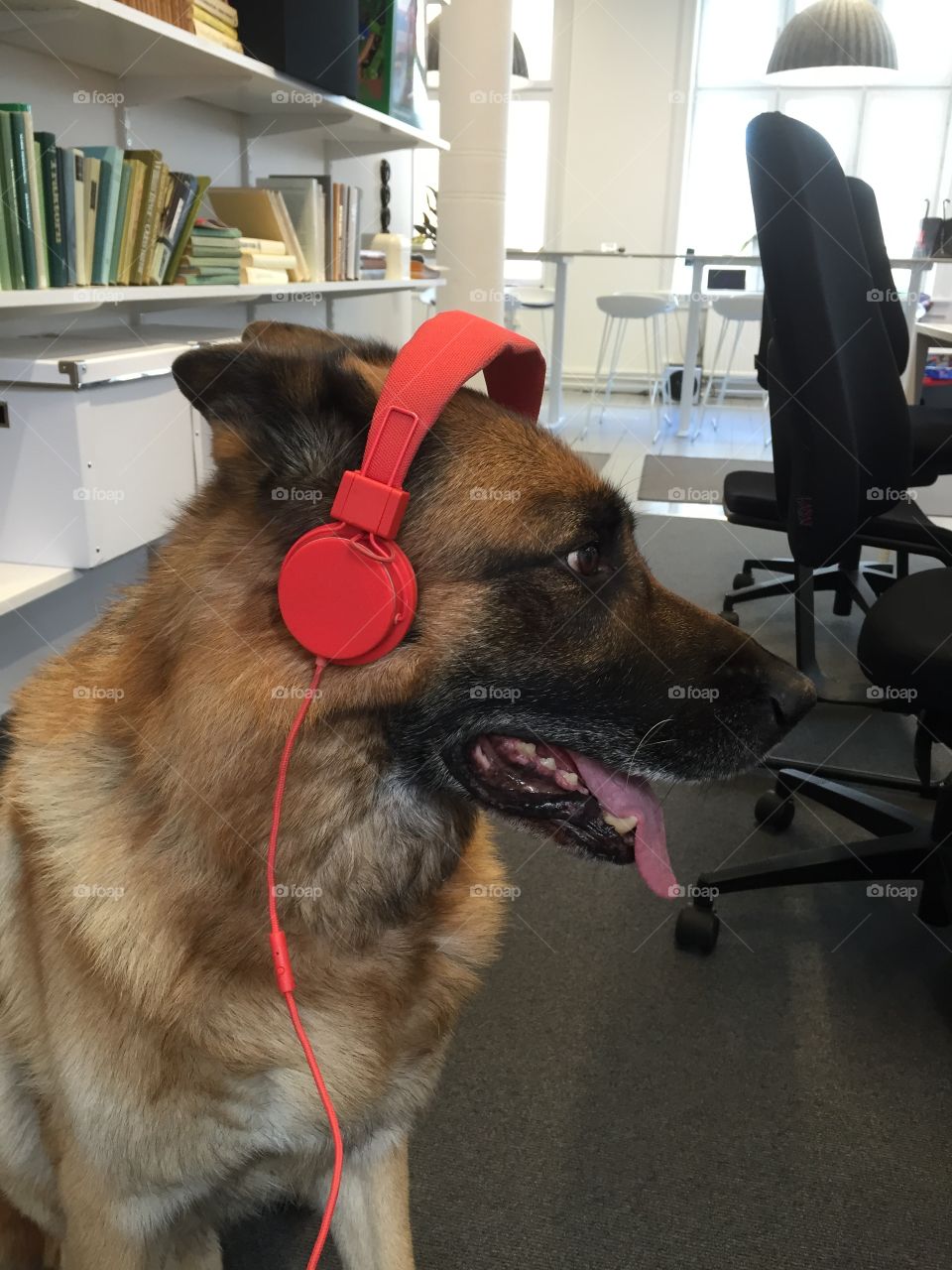 Dog at work listening to music with headphones 