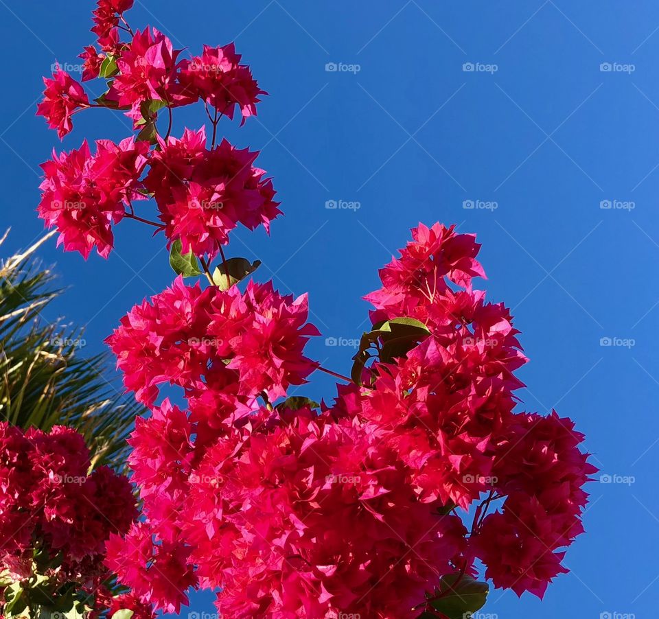 Double bougainvillea 