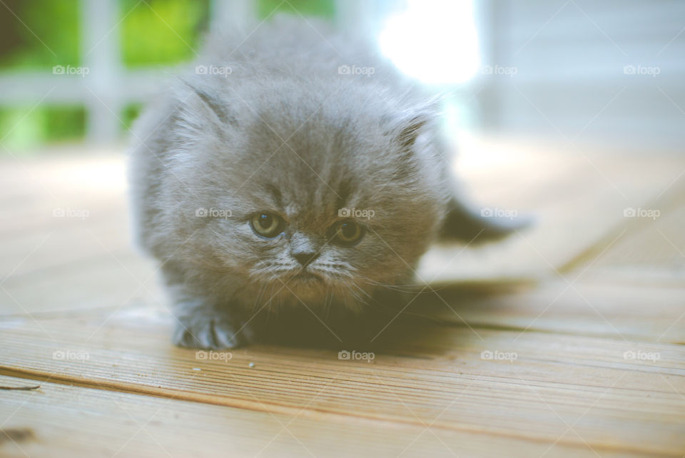 Persian kitten on wooden floor