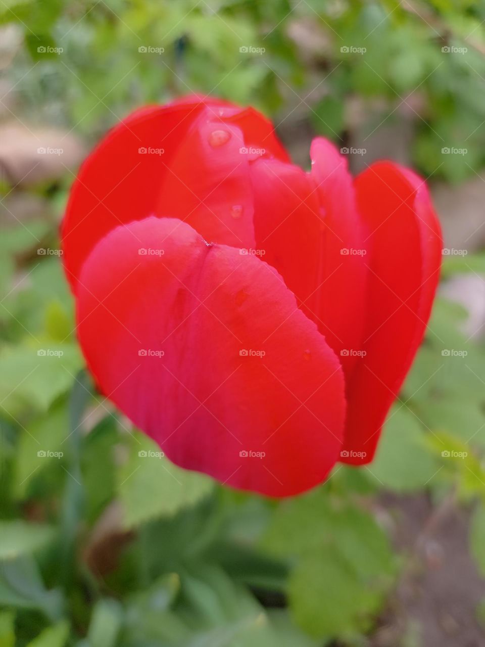 red tulip