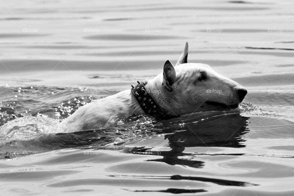 swimming dog