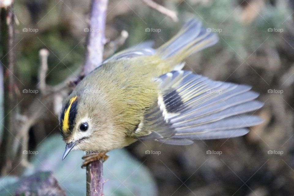 Goldcrest 