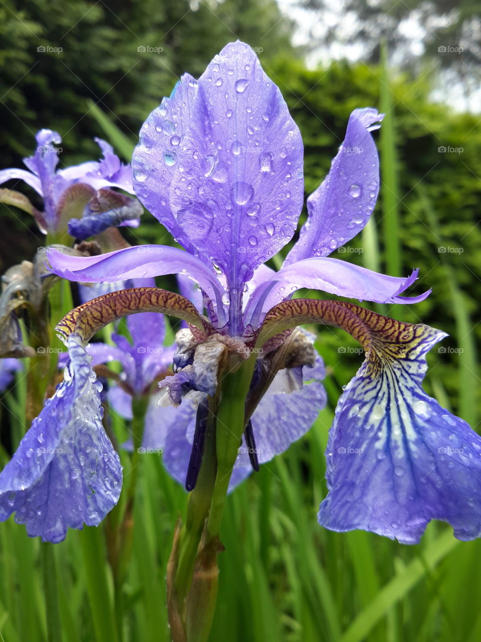 Violet flower in drops