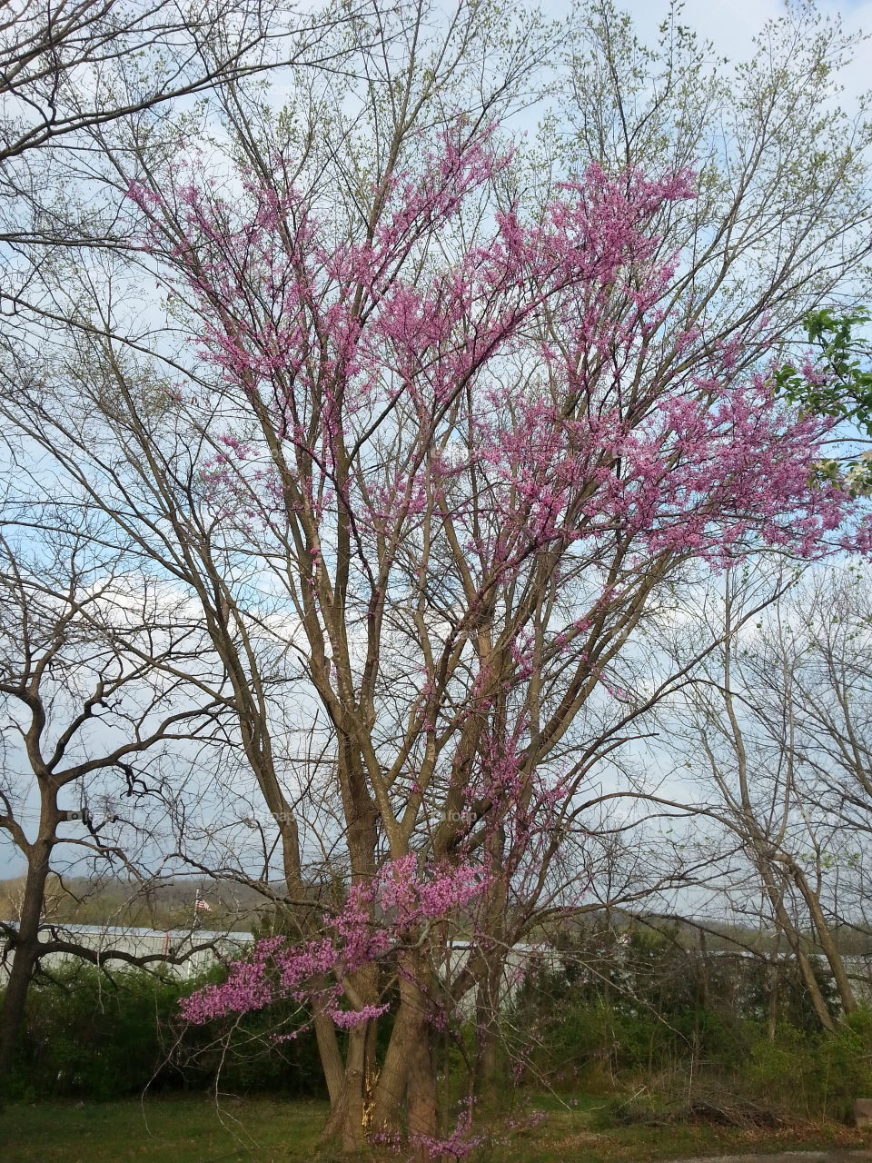 Pink Blooms. A tree with link blooms on it.