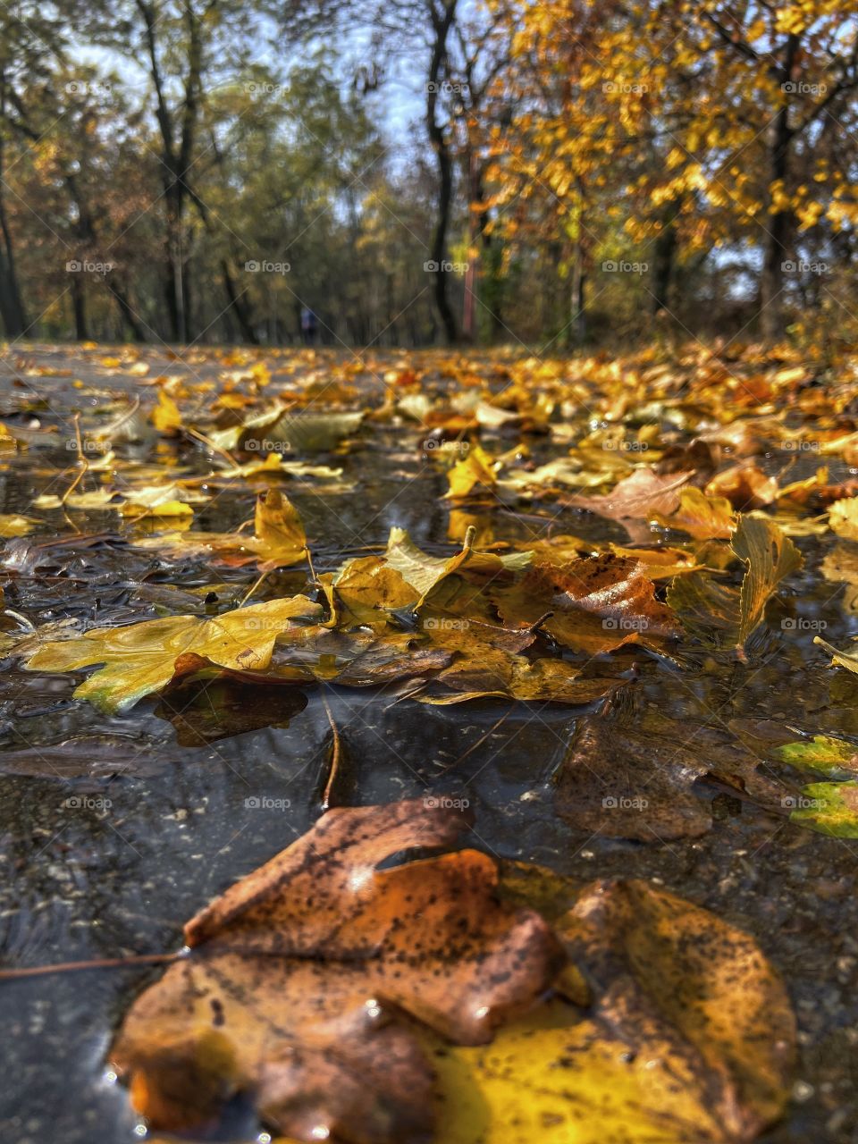 Dear autumn ..... you are such a nice season ❤️