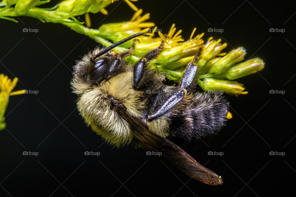 A bumble bee clings to a sprig of goldenrod. 