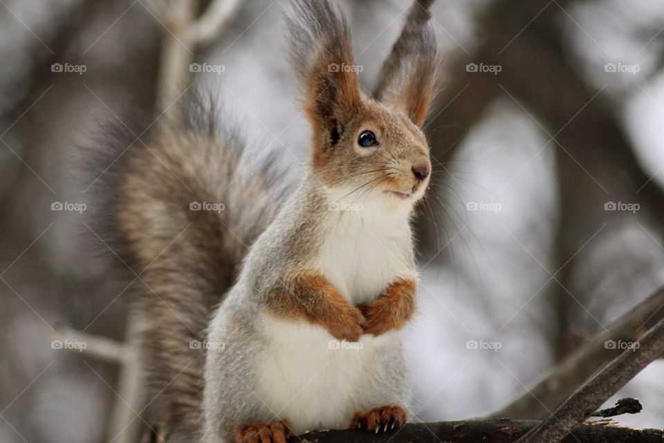 squirrel