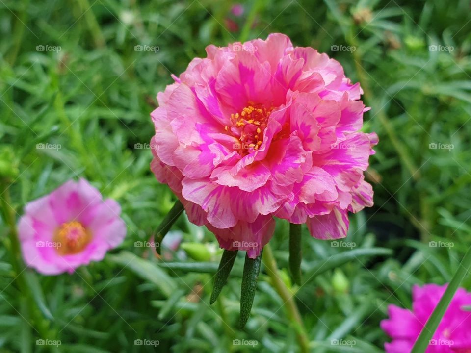 the portulaca grandiflora