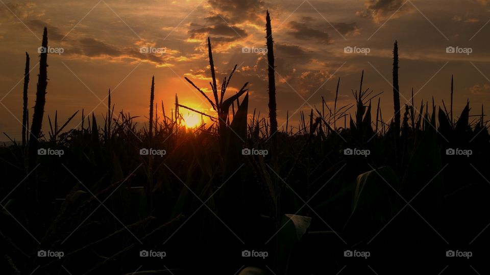 Sunset in the fields of corn