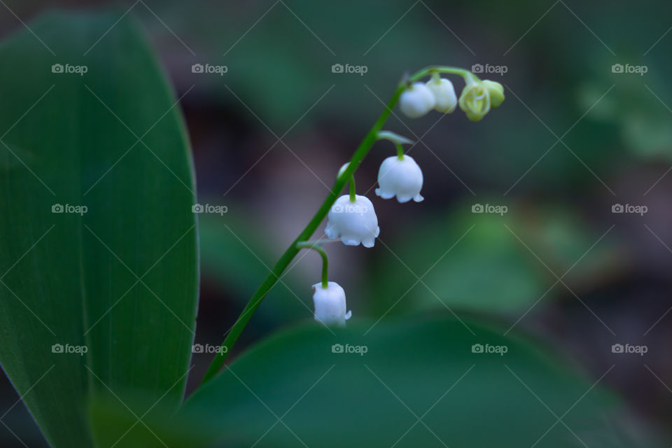 lily of the valley 