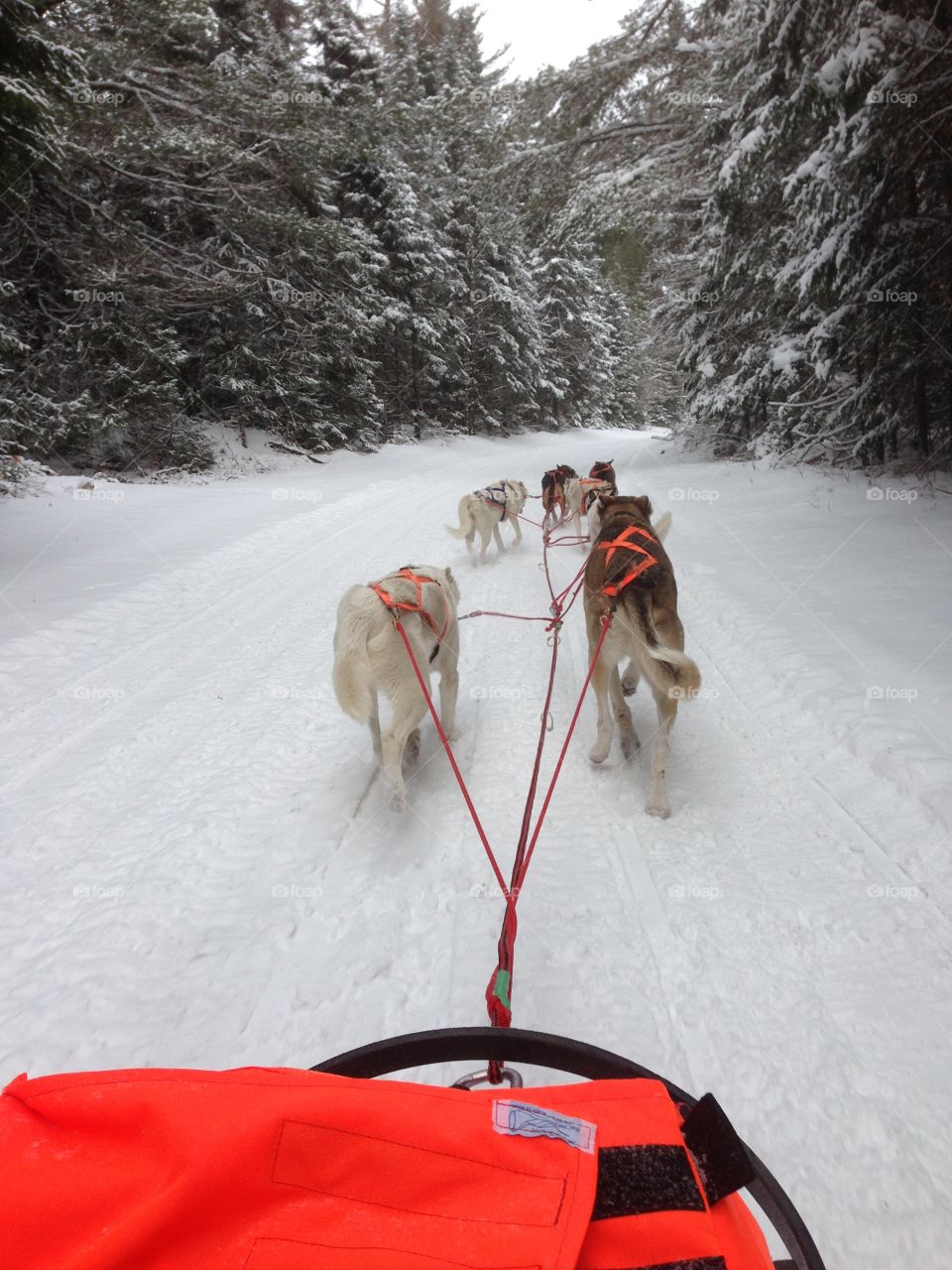 Mushing 3
