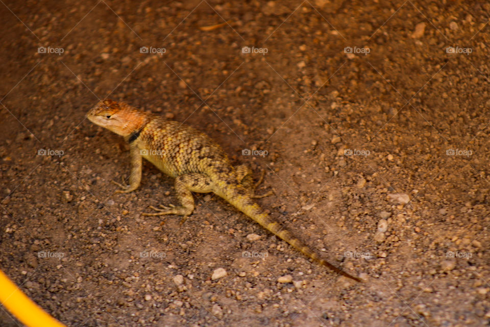 Female spiny lizard
