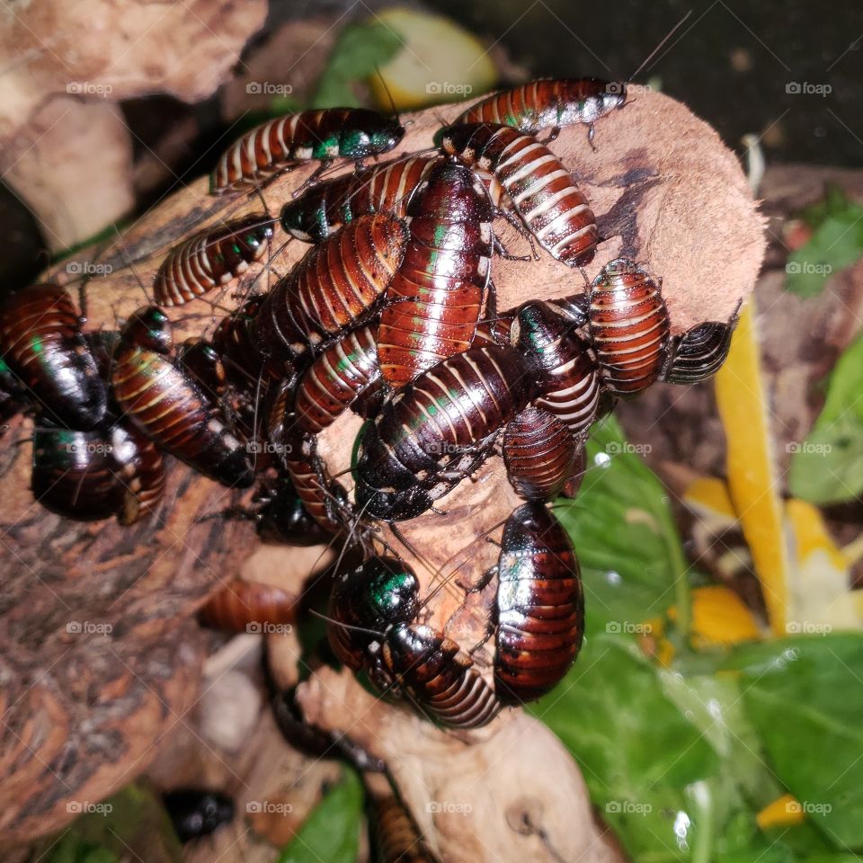Madagascar hissing cockroach colony