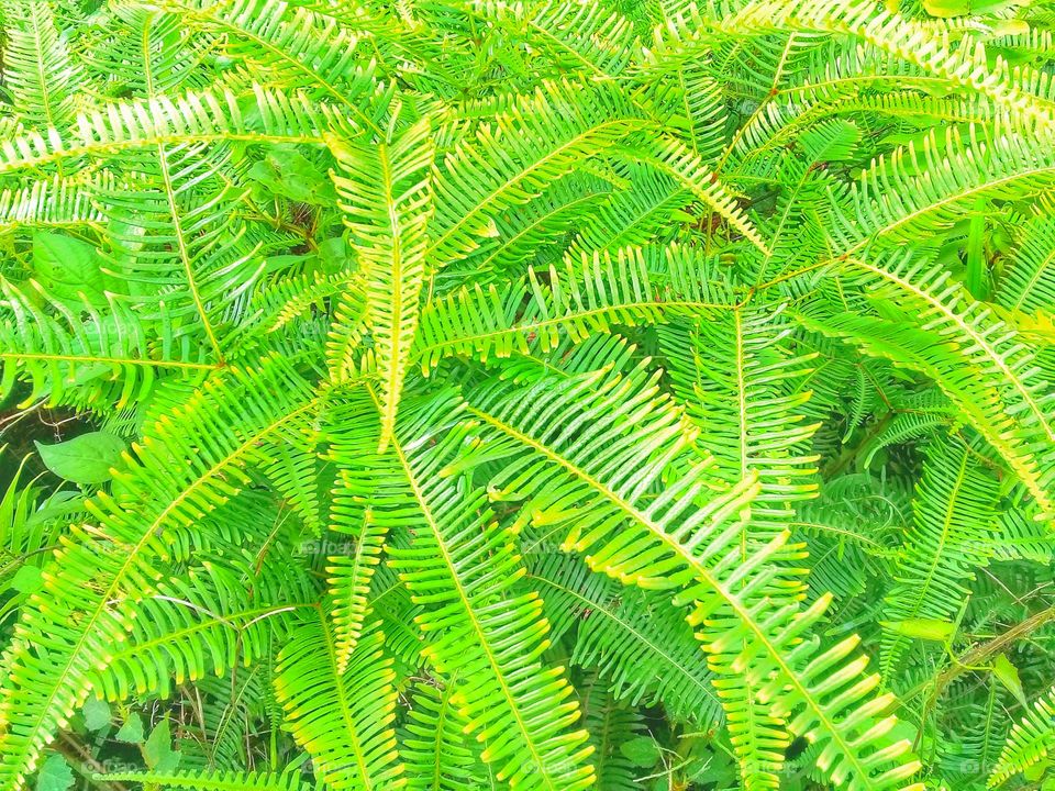 Dicronopteris linearis