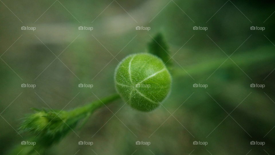 the most beautiful small green colour not blooming flower