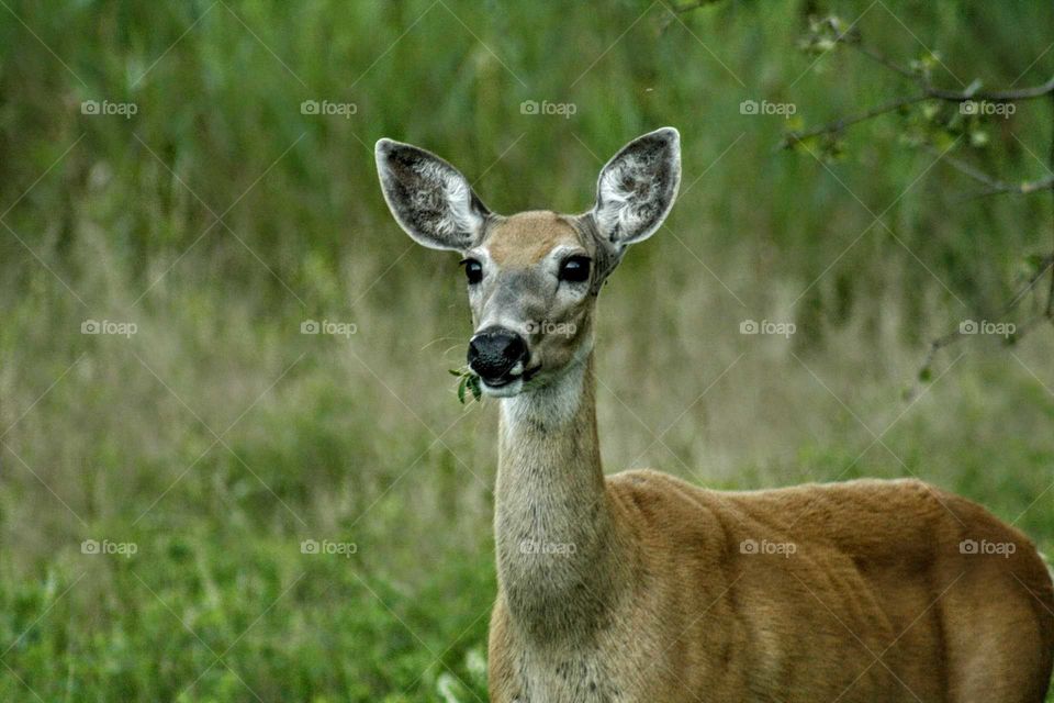 deer