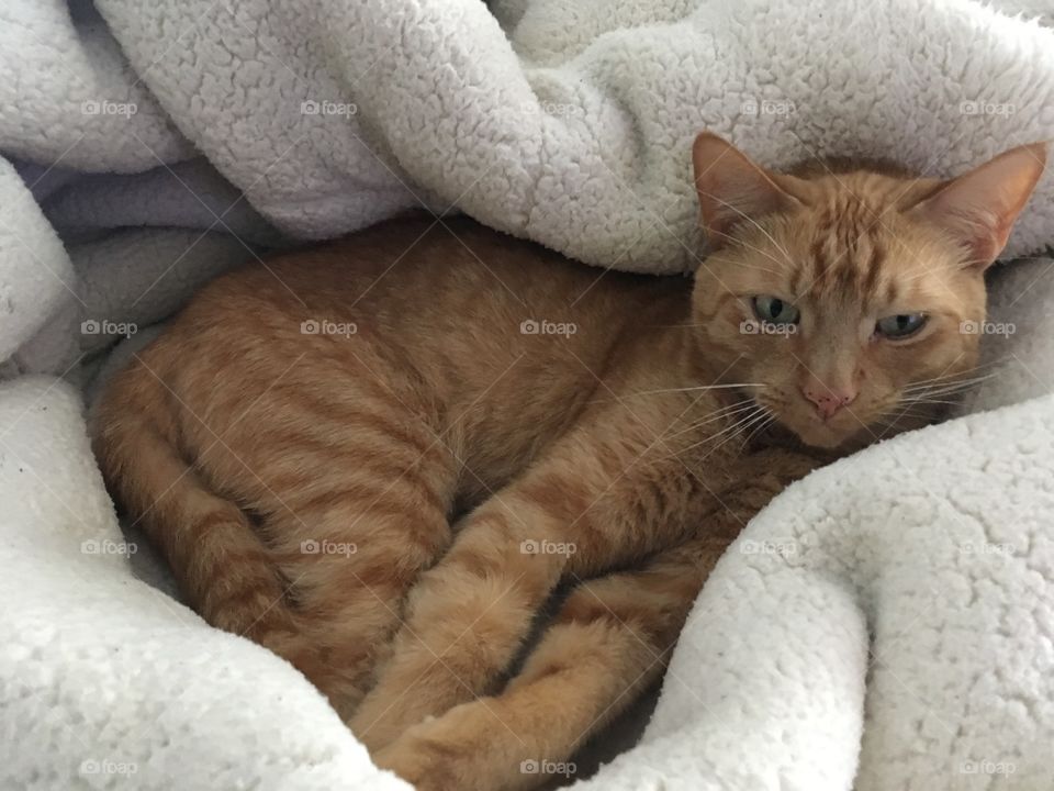 Pretty ginger kitty all snuggled up in a blanket 