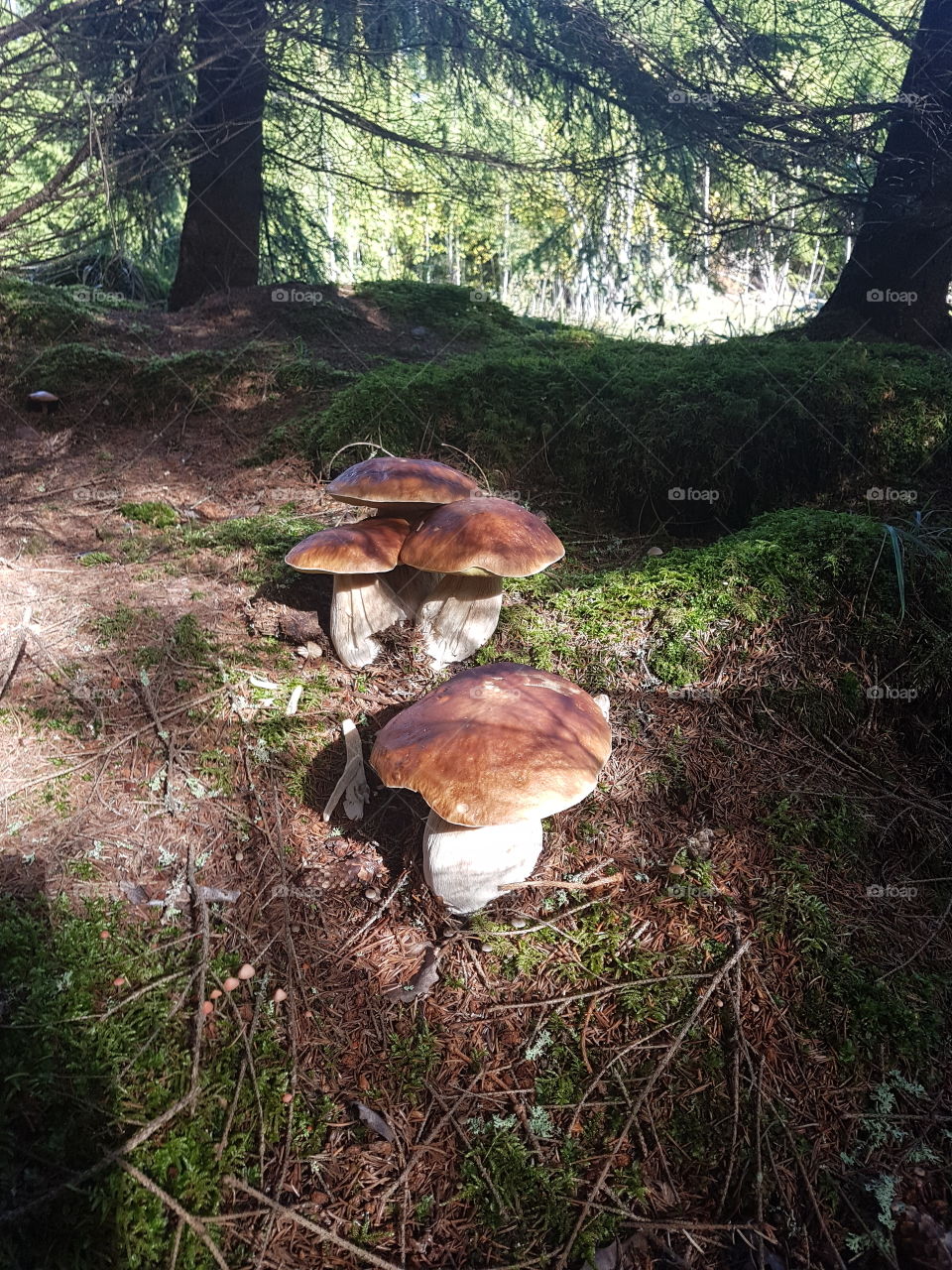 Mushroom, Fungus, Wood, Fall, Moss