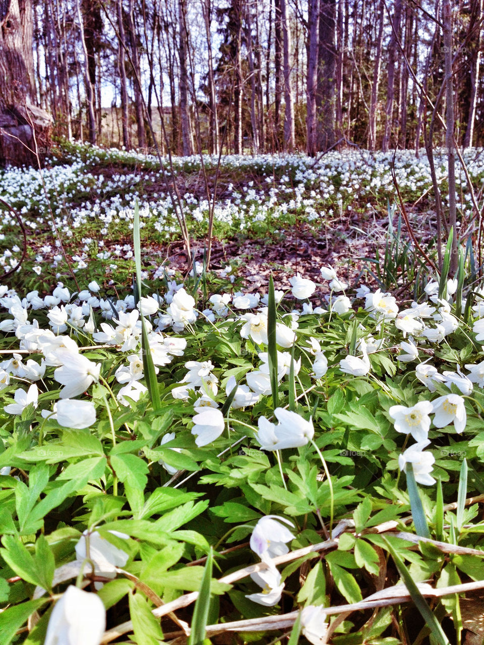 wood anemones in spring