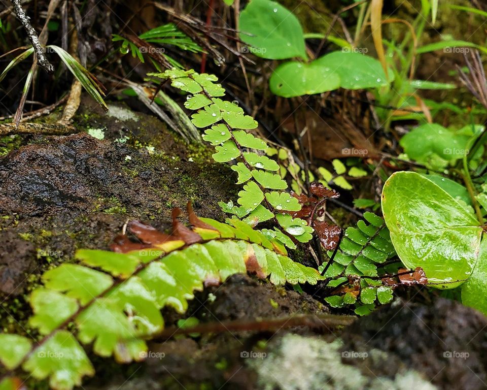 Asplenium trichomanes — maidenhair spleenwort