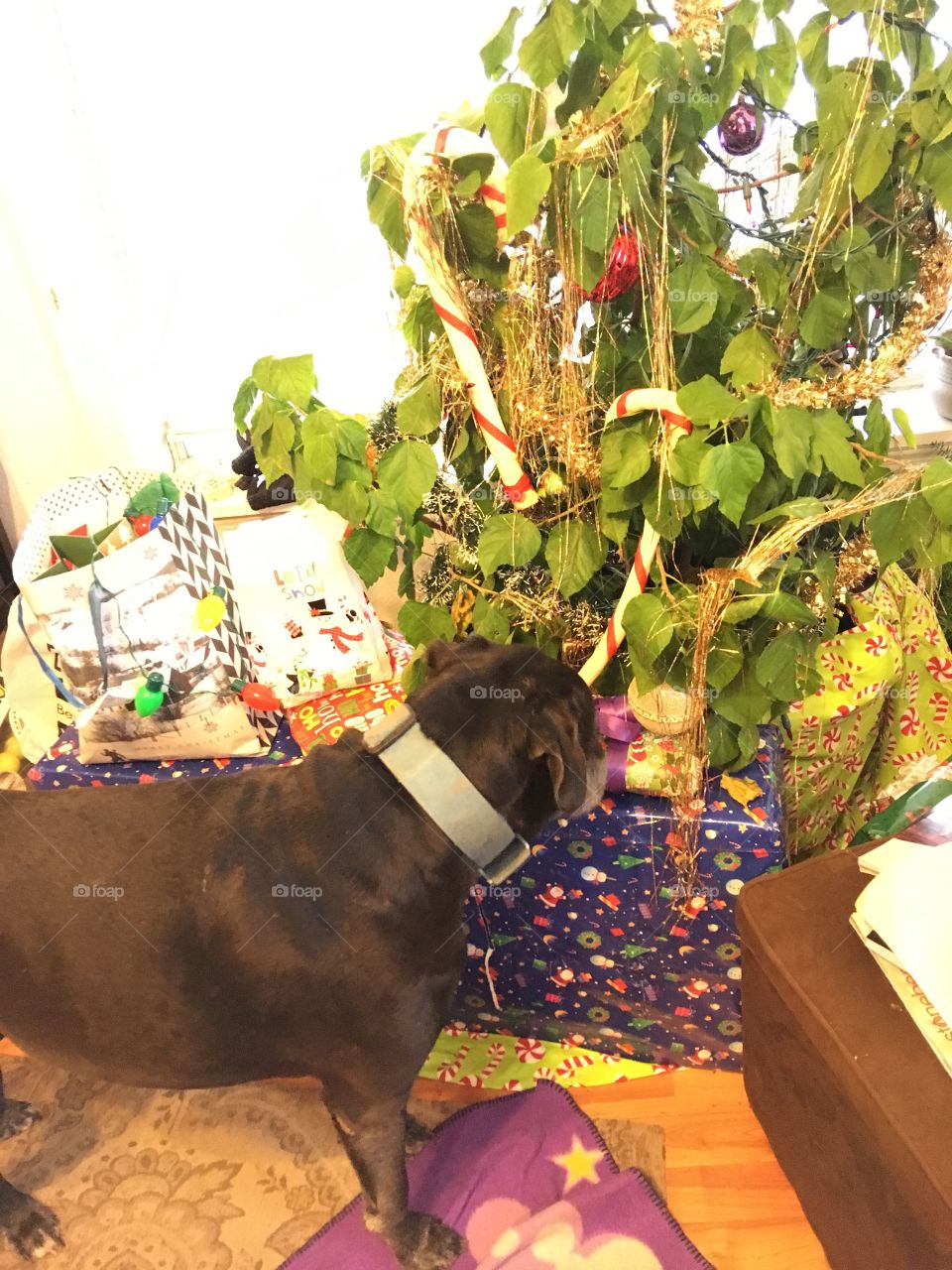 One of my fur babies sniffing her candy cane