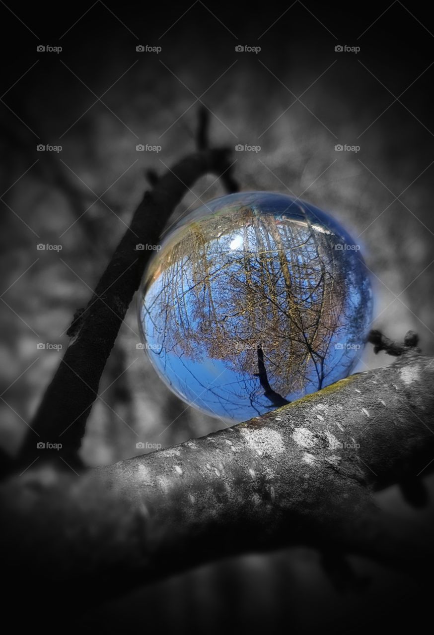 lensball Trees black and white