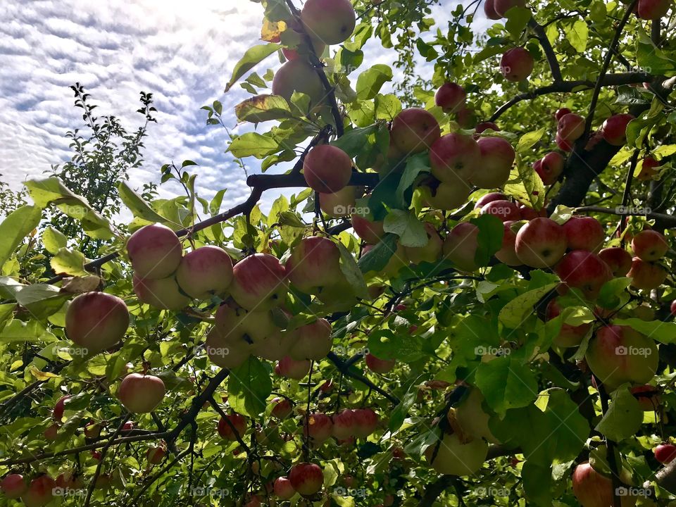 Apple tree with many apples 🍎