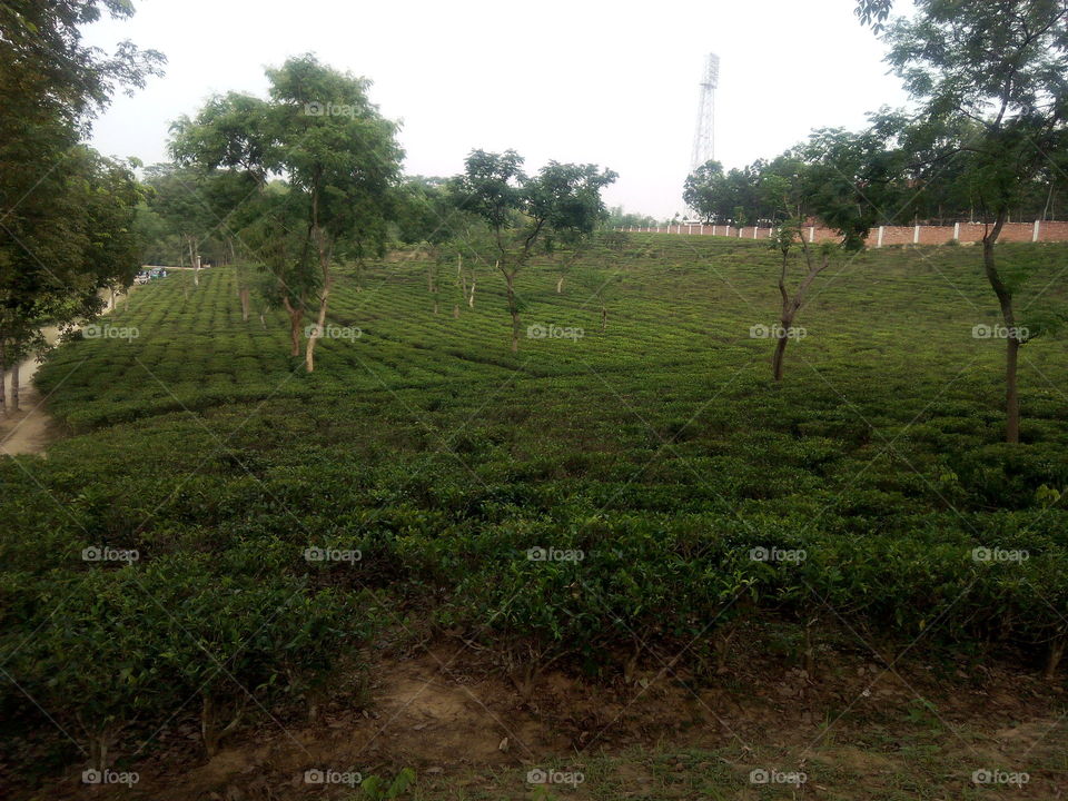 tea garden
