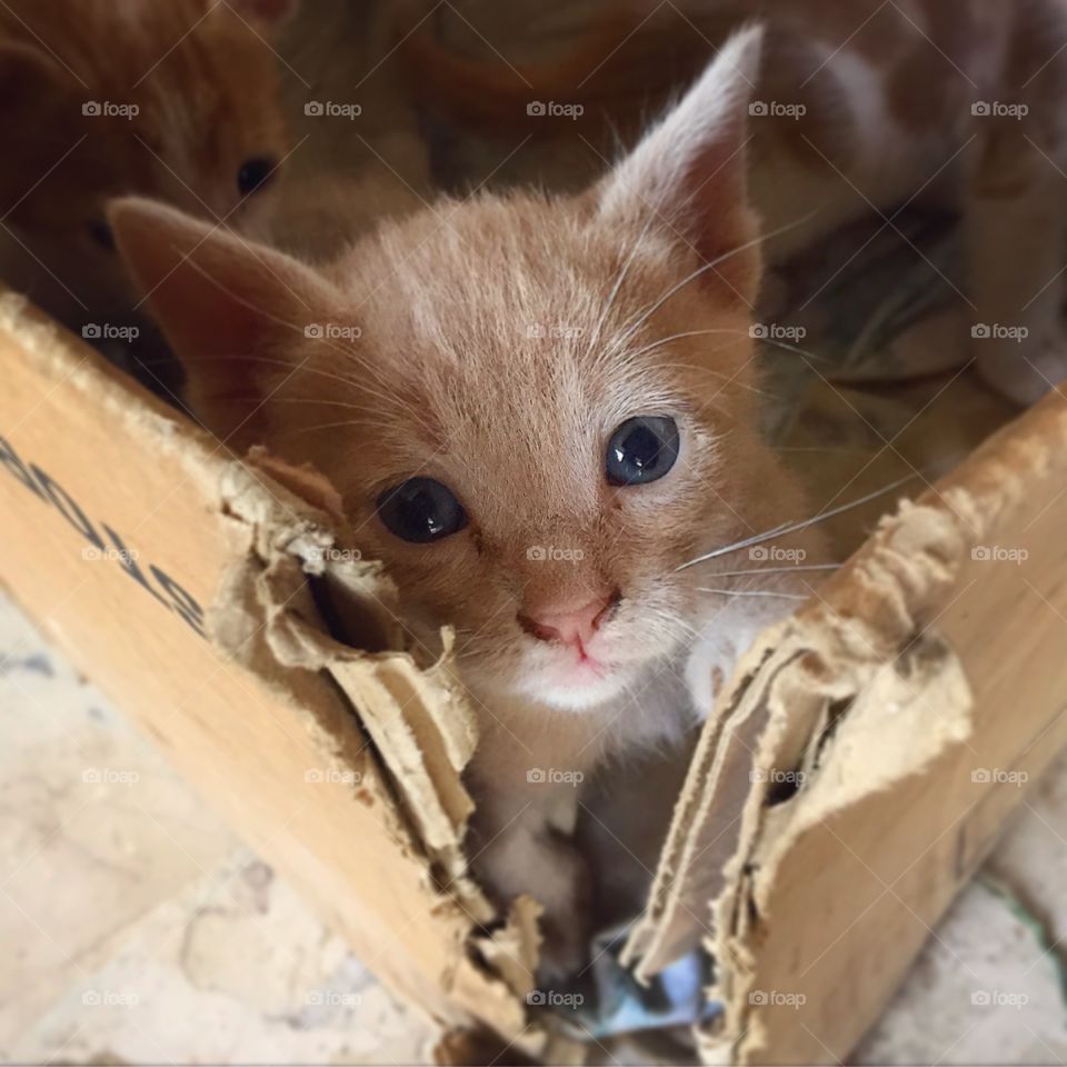 Stray Kitten Looking Out Cardboard Box
