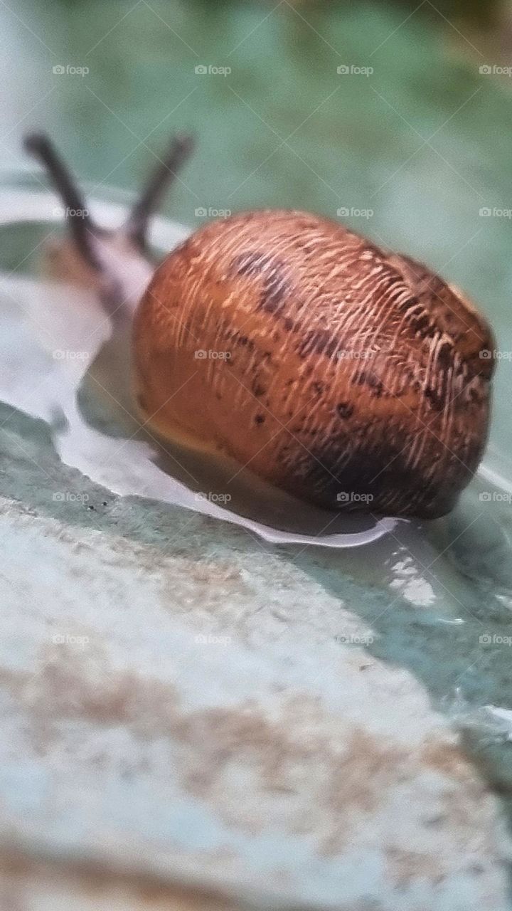 snail goes for a swim