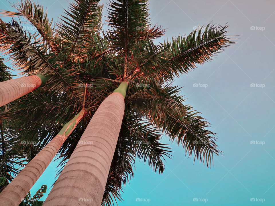 Palm trees on the city