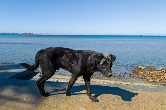 Dirty dog ​​abandoned by the sea