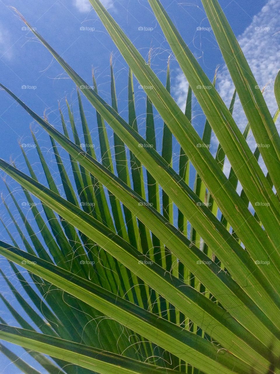 Palm tree fronds 