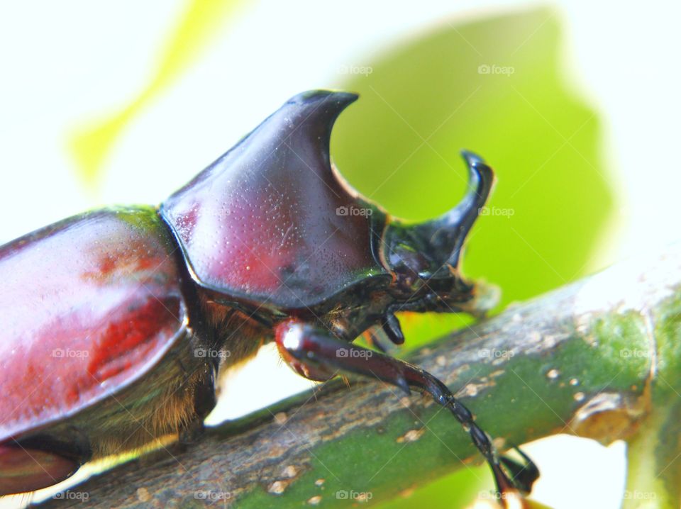 Close up of fighting beetle