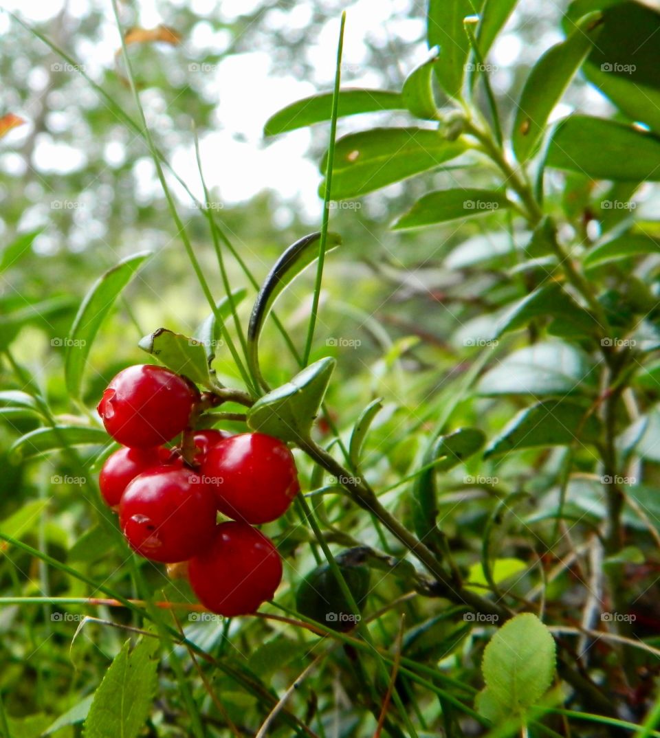 Lingonberry 