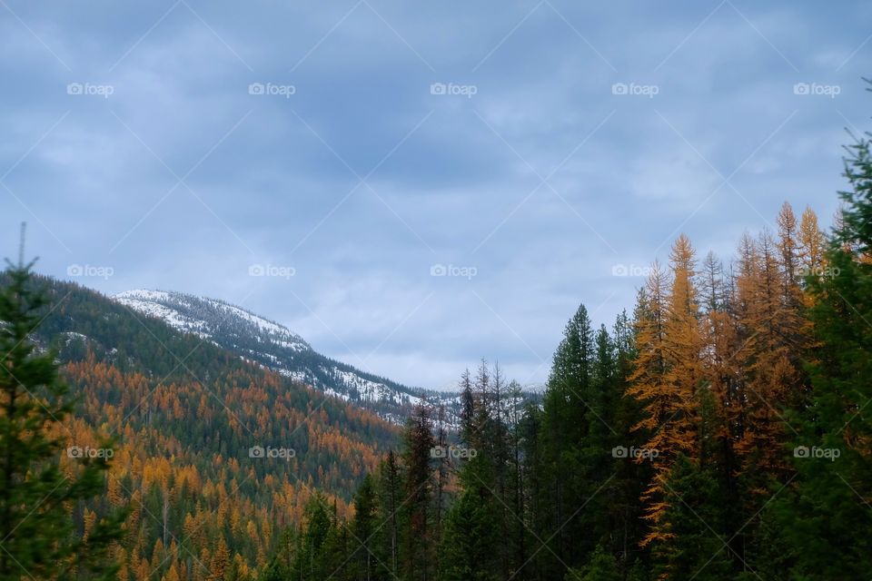 Autumn trees in forest