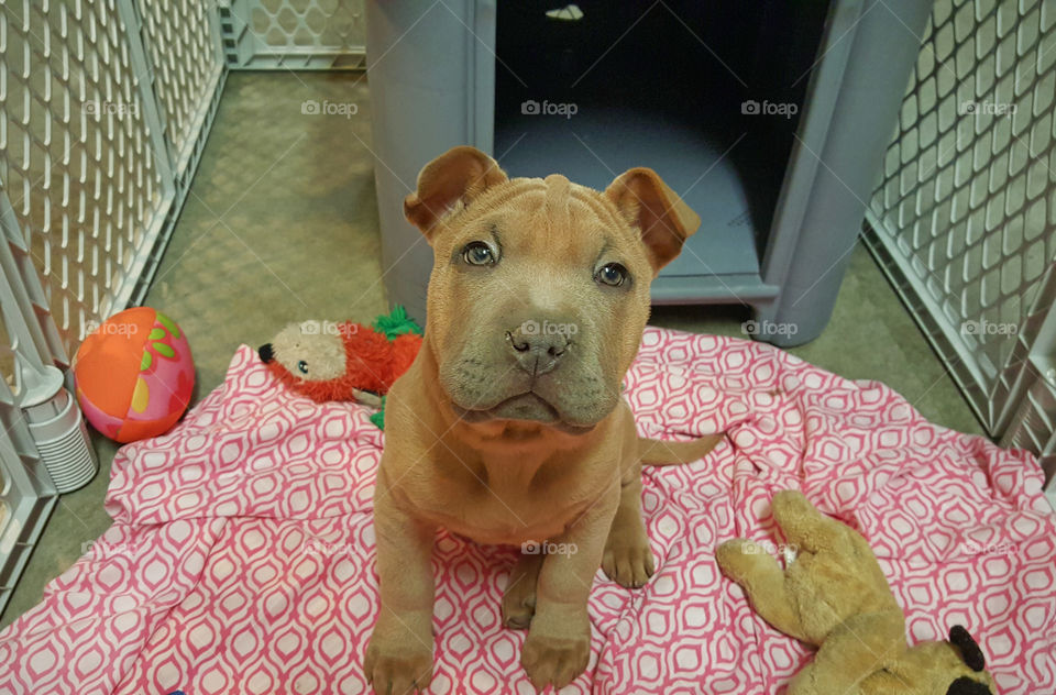 Sharpei puppy, looking straight at the camera