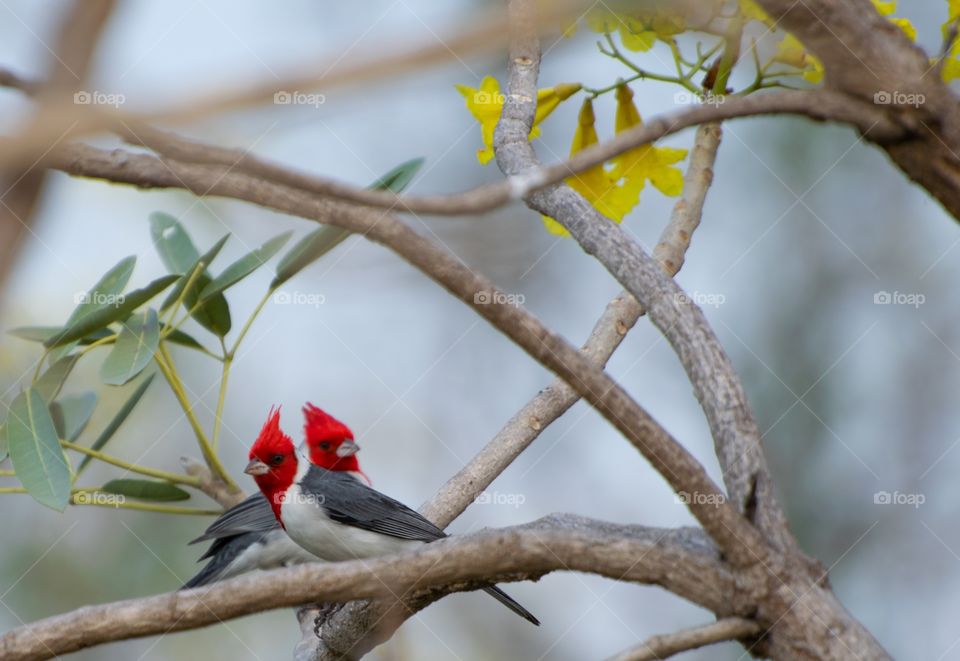 Casal de cardeal do Pantanal em período de acasalamento