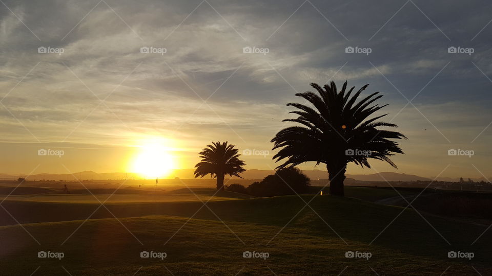 Palm trees on golf course in Fall