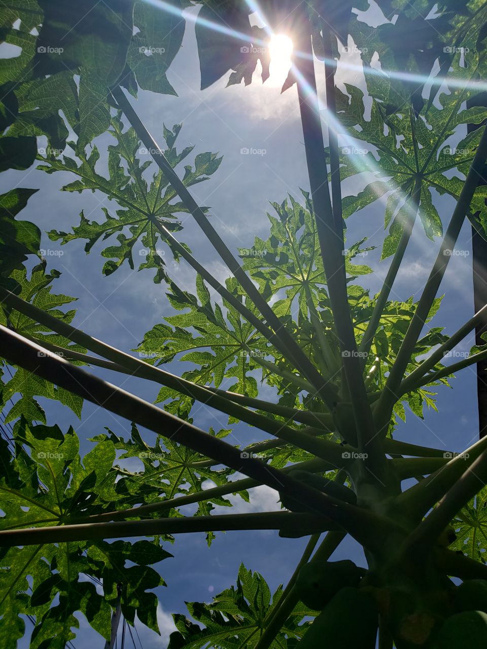 Luz do sol atravessando as folhas (Mamão Papaya)